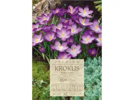krokus-fioletowy-ruby-giant-fioletowe-krokusy-zestaw-cebul-30-szt