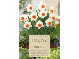 narcyz-cool-flame-kremowe-kwiaty-cebule-narcyzow-zestaw-4-szt
