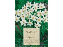 narcyz-bialy-recervus-pachnacy-narcyz-zestaw-cebul-5-szt