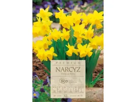 narcyz-zolty-tete-a-tete-cebule-zoltych-narcyzow-10-szt