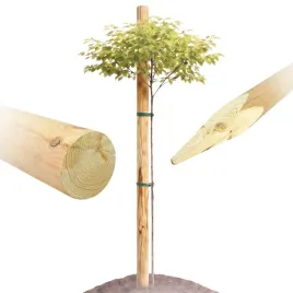 palik-sosnowy-235-cm-fi-70-drewniana-tyczka-do-podpierania-drzewek-katalpy