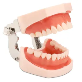 model-szczeki-z-wyjmowanymi-zebami-dental-typodont-i-miekkimi-dziaslami