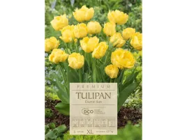 tulipan-exotic-star-zolte-kwiaty-cebule-tulipanow-5-szt