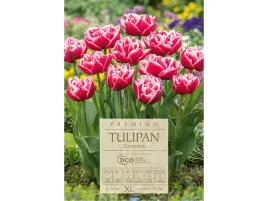 tulipan-rozowy-columbus-cebule-tulipanow-zestaw-4-szt