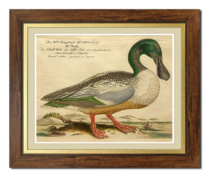 obraz-na-plotnie-ptactwo-domowe-52x62cm