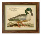 obraz-na-plotnie-ptactwo-domowe-52x62cm