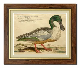 obraz-na-plotnie-ptactwo-domowe-52x62cm