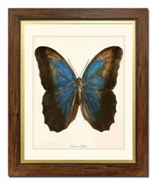 obraz-na-plotnie-motyl-52x62cm