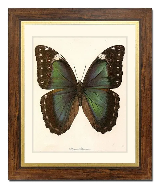 obraz-na-plotnie-motyl-52x62cm