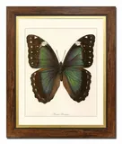 obraz-na-plotnie-motyl-52x62cm