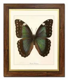 obraz-na-plotnie-motyl-52x62cm