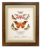 obraz-na-plotnie-motyle-52x62cm