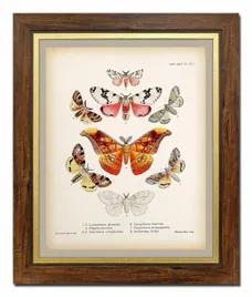 obraz-na-plotnie-motyle-52x62cm