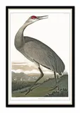 obraz-na-plotnie-ptactwo-63x93cm
