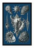 obraz-na-plotnie-muszle-63x93cm