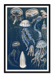 obraz-na-plotnie-meduzy-63x93cm