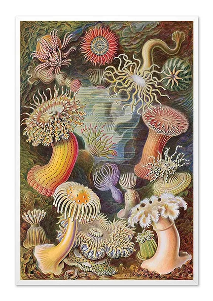 obraz-na-plotnie-koralowce-63x93cm