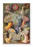obraz-na-plotnie-koralowce-63x93cm