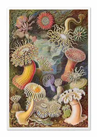 obraz-na-plotnie-koralowce-63x93cm