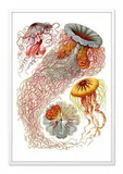 obraz-na-plotnie-meduzy-63x93cm