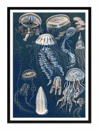 obraz-na-plotnie-meduzy-53x73cm