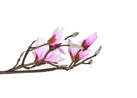 magnolia-pojedyncza-galazka-88cm-biala-lub-rozowa-do-wyboru