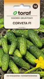 ogorek-gruntowy-corveta-f1-nasiona-ogorka-wczesny-bardzo-plenny-toraf-3g