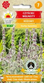 nasiona-kwiatow-czysciec-welnisty-rozowe-klosy-na-skalniaki-toraf-02g
