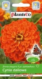 cynia-wytworna-daliowa-pomaranczowa-nasiona-plantico-1g