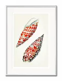 obraz-muszla-31x41cm