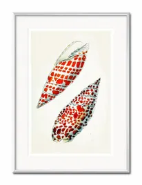 obraz-muszla-31x41cm