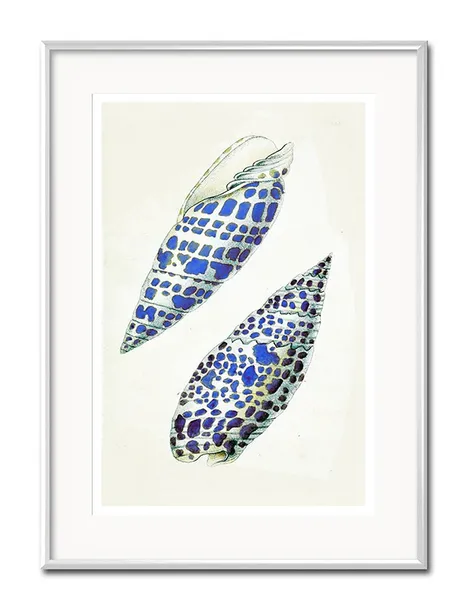 obraz-muszla-31x41cm