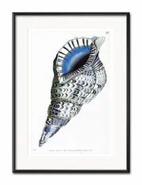 obraz-muszla-31x41cm