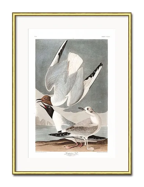 obraz-mewy-31x41cm