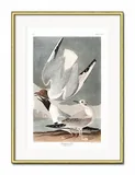 obraz-mewy-31x41cm
