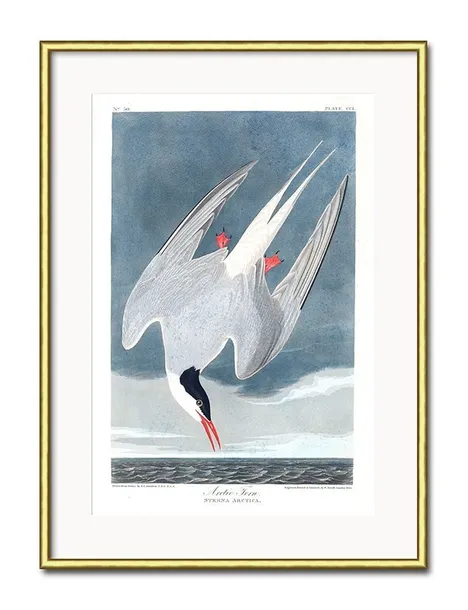 obraz-mewy-31x41cm