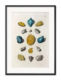 obraz-muszelki-31x41cm