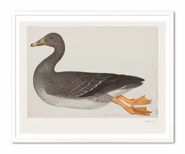 obraz-na-plotnie-dzikie-ptactwo-43x53cm