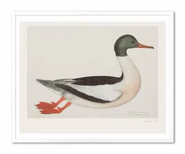 obraz-na-plotnie-dzikie-ptactwo-43x53cm