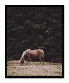 obraz-na-plotnie-43x53cm-kon