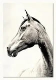 obraz-na-plotnie-60x90cm-kon