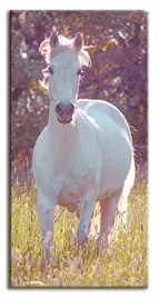 obraz-na-plotnie-45x90cm-bialy-kon