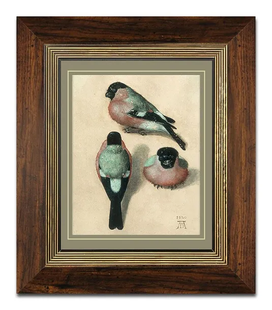 obraz-na-plotnie-ptaki-31x36cm-albrecht-durer-three-studies-of-a-bullfinch