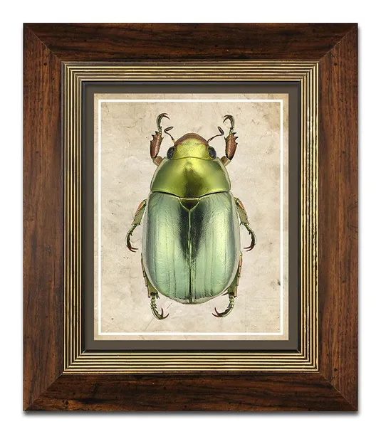 obraz-na-plotnie-zuk-31x36cm