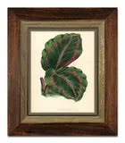 obraz-na-plotnie-rosliny-liscie-31x36cm