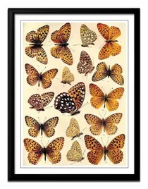 obraz-na-plotnie-motyle-33x43cm