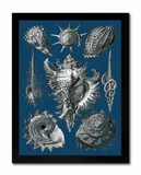 obraz-na-plotnie-muszle-33x43cm