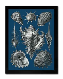obraz-na-plotnie-muszle-33x43cm