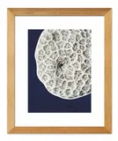 obraz-na-plotnie-gabka-morska-23x28cm