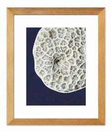 obraz-na-plotnie-gabka-morska-23x28cm